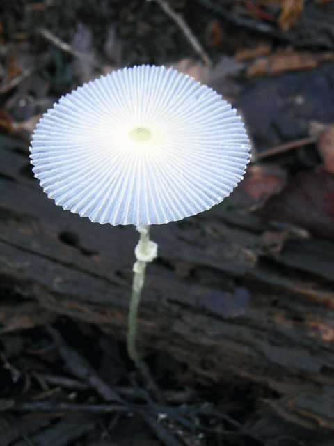 90808ｷﾂﾈﾉﾊﾅｶﾞｻ02