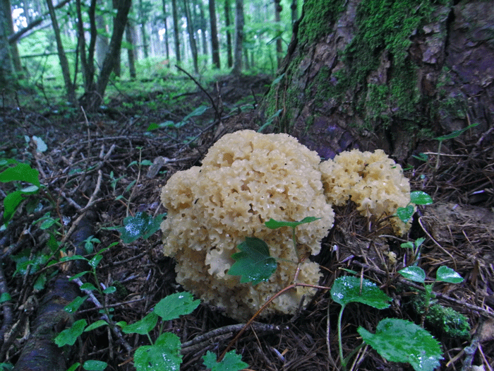 100627ハナビラタケ