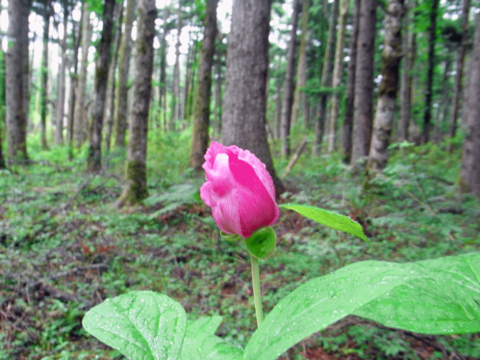 10627ﾍﾞﾆﾊﾞﾅﾔﾏｼｬｸﾔｸ