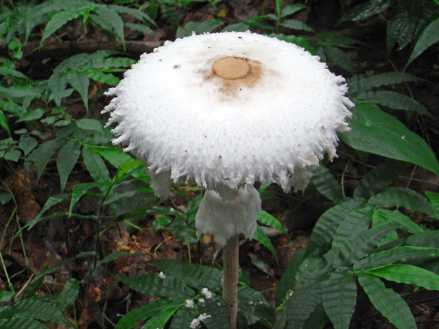 90808ﾏﾝﾄｶﾗｶｻ01