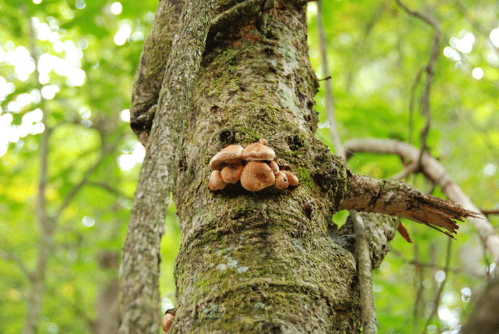 90927樹上チャナメ