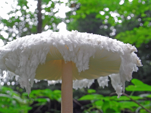 90808ﾏﾝﾄｶﾗｶｻ02