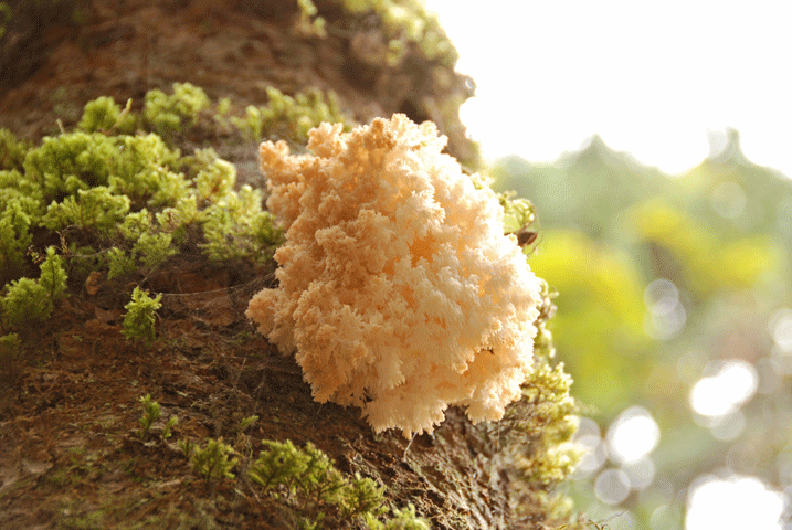 90922サンゴハリタケ