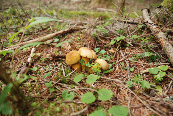 90711ｺｶﾞﾈﾔﾏﾄﾞﾘ3兄弟