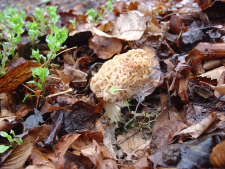 110321アミガサタケ2