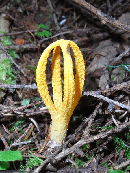 90711サンコタケ