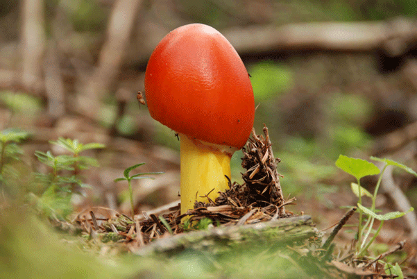 90711タマゴタケ