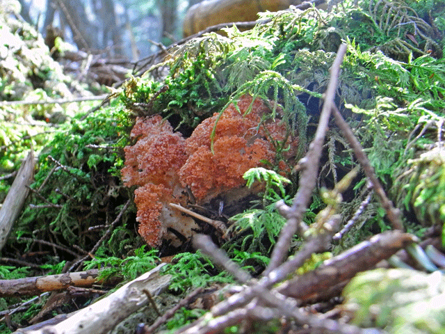 90819ホウキタケ