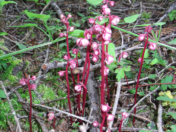 90711ﾍﾞﾆﾊﾞﾅｲﾁﾔｸｿｳ