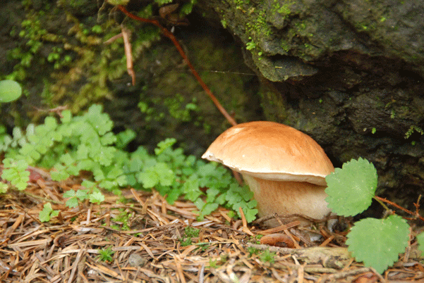 90711ヤマドリタケ