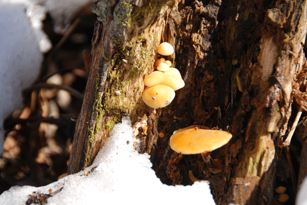 90411エノキ０２