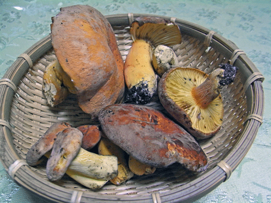 100722ﾋﾛﾊﾁﾁﾀｹ