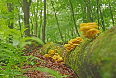100703タモギタケ群生大