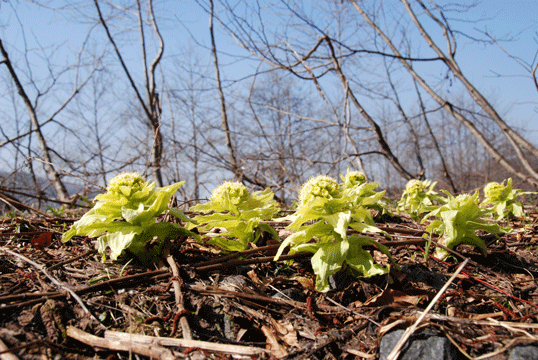 90429ふきのとう