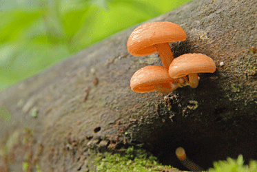 100703ホシアンズ大