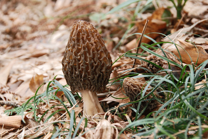 100228トガリアミガサタケ