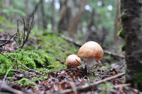 110827ショウゲンジ
