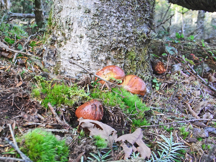 91015ハナイグチ