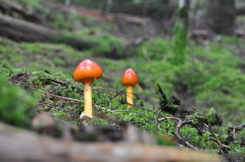 110827タマゴタケ