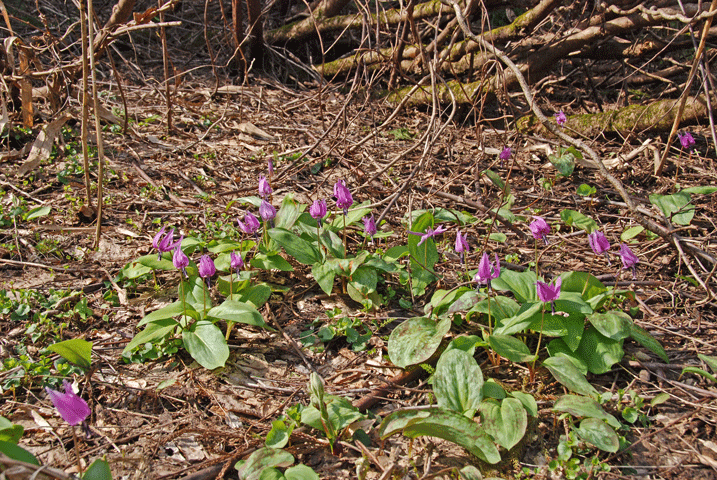 100516カタクリ