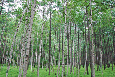 100703日光の白樺大