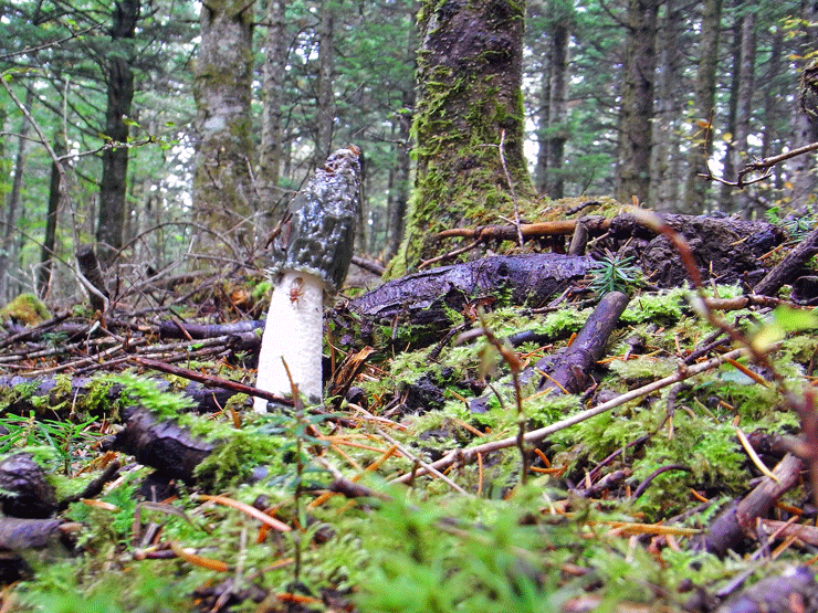 81023スッポンタケ