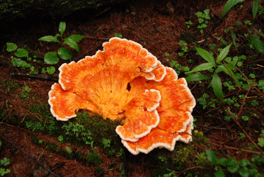 100703マスタケ大