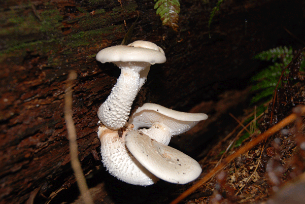 90524マツオウジ