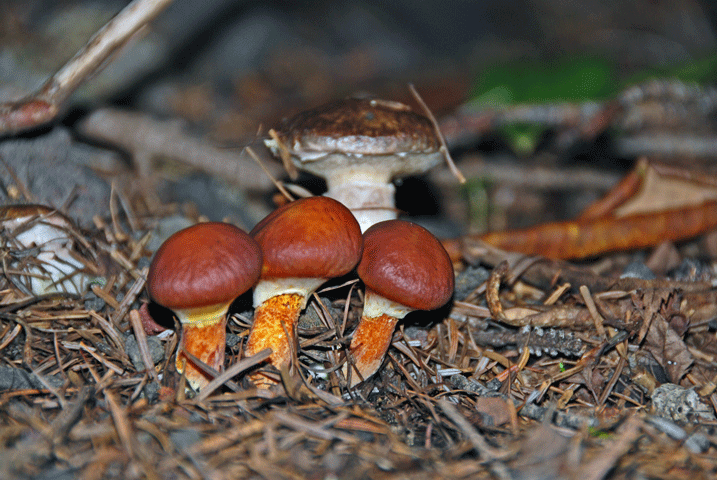 90912ハナイグチ