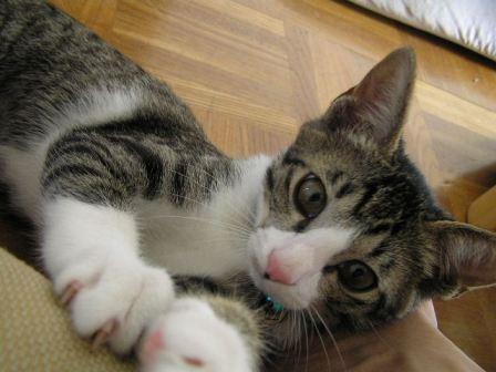 ツメとぎ~バリバリ