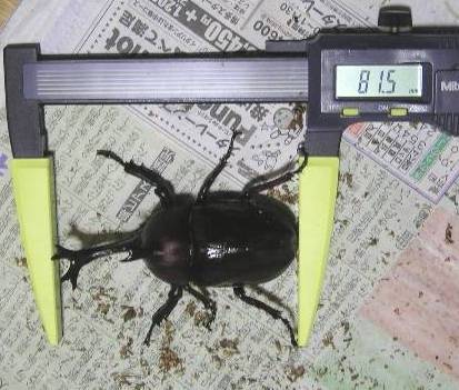 ８０ミリオーバー