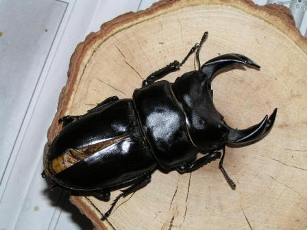 おもいっきり羽根パカ!