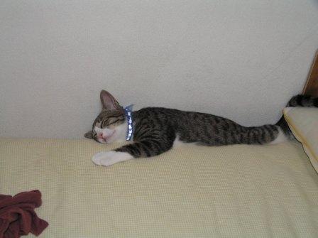 半分落ちてるけど・・・