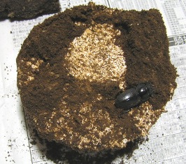 変化なし・・・