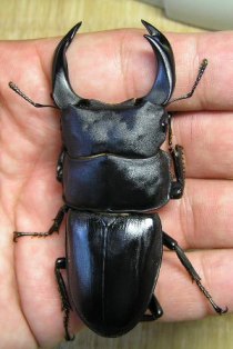 PX-11 種コン準優勝.JPG