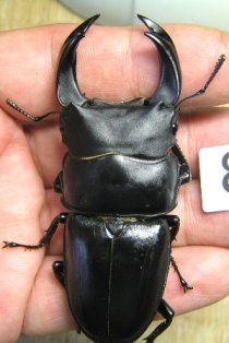 PX‐8 種コン準優勝.JPG