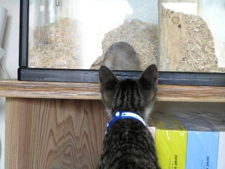 それは、すなねずみ