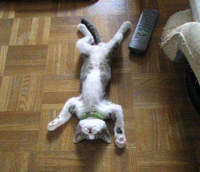 どうにでもして