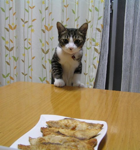 あー、お魚だあ