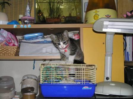 そこにはハムスターがいるよ