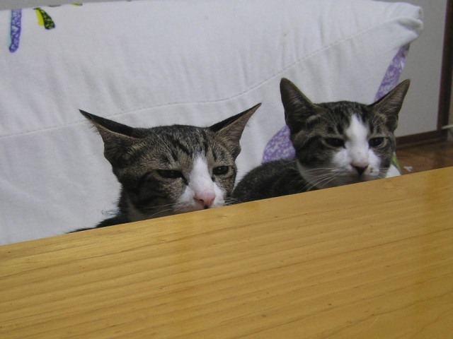 アオとミー、怒られておあずけの顔