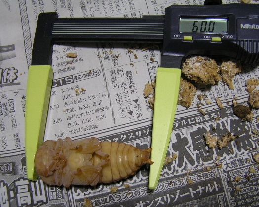 19g蛹 測定