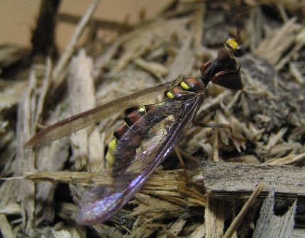 不思議なヤツ・・・