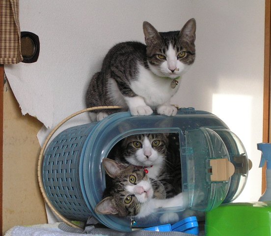 最近のお気に入り~