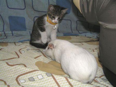 だれだ、ちみはってか？