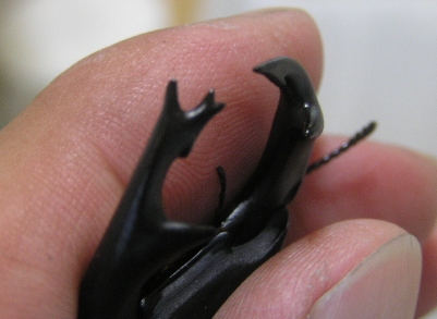 なんじゃ、この顎！