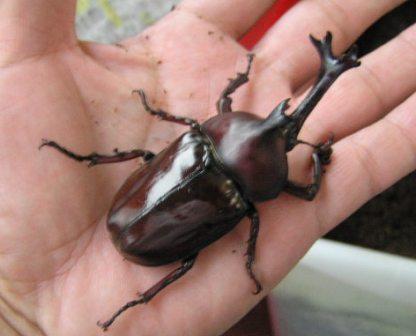 おっ、でかいなあ