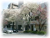 桜新町の桜２