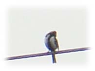 シジュウカラ２