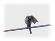 シジュウカラ３